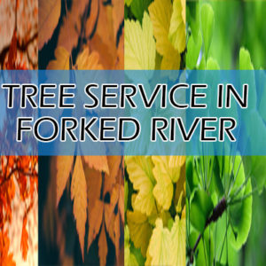 Tree service in Forked River in black font with white stroke on a blue bar over different colored trees
