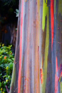 Tree service in Forked River doesn't get to see the trunks of the Rainbow Eucalyptus often