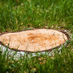 Stump that needs removal after tree removal in Forked River